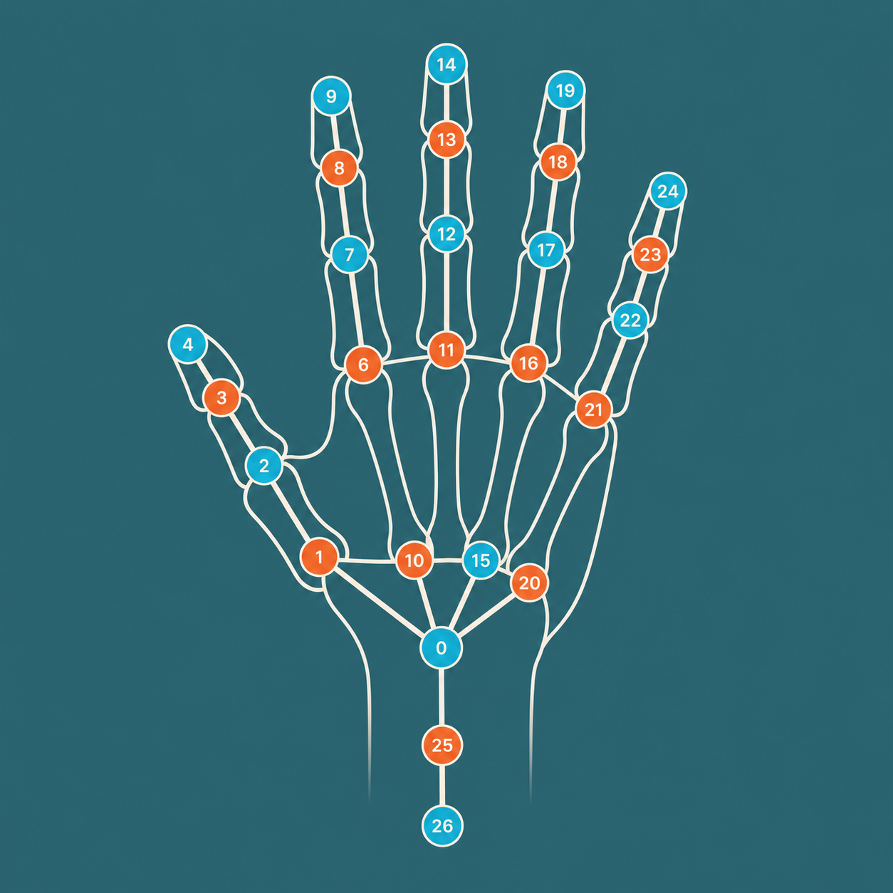 Diagram of the hand joints used for gesture recognition.